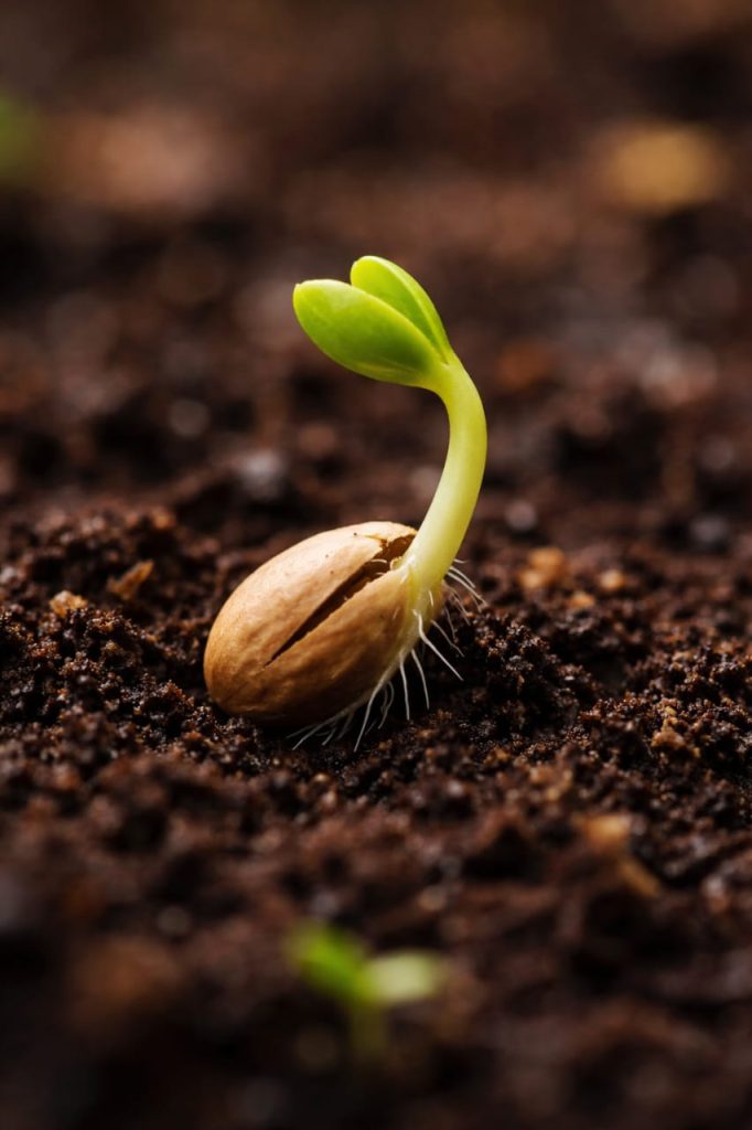 Professional Seeds