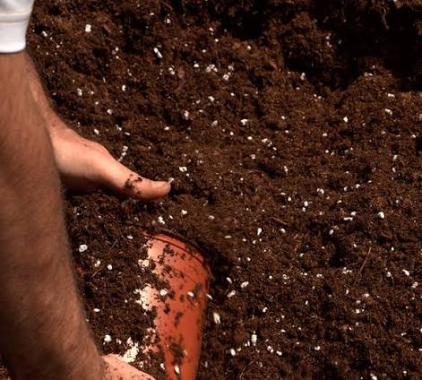 Coir Growing Media