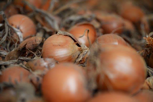 Hazera Seeds