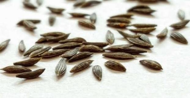 Lettuce Seeds